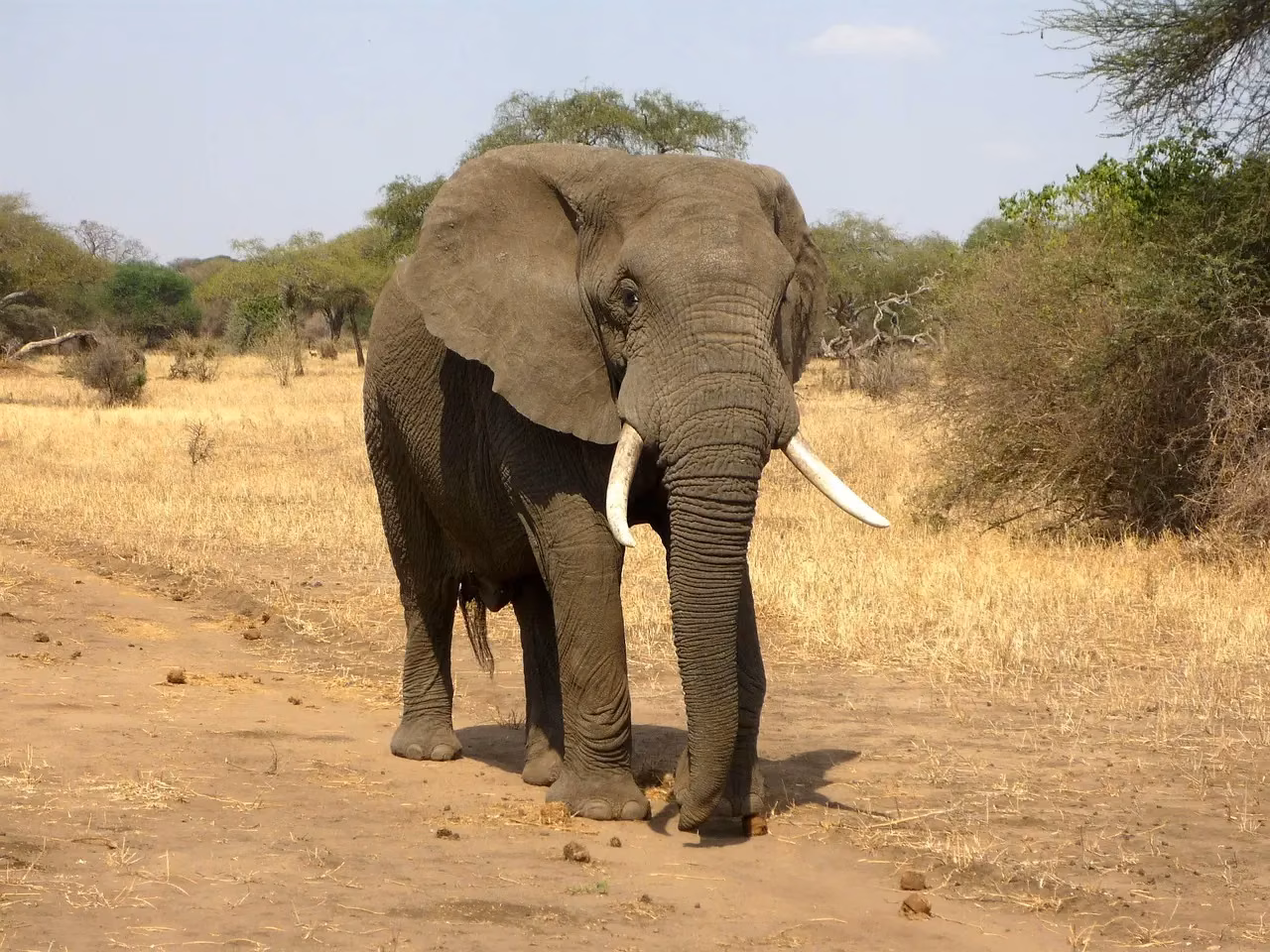 Asian elephants in Motichur forest corridors