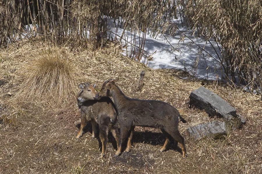Himalayan goral on rocky mountain slopes in Ranipur