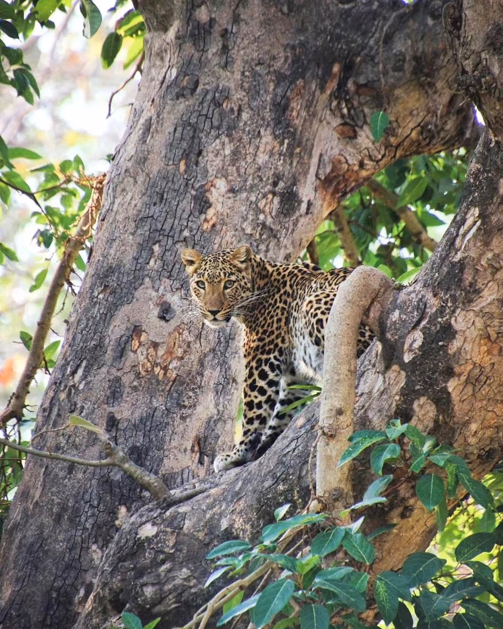 Leopard in Motichur forest habitat