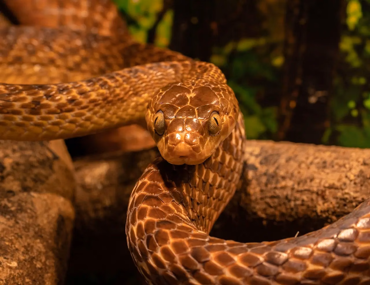 Tree snake in Motichur forest habitat