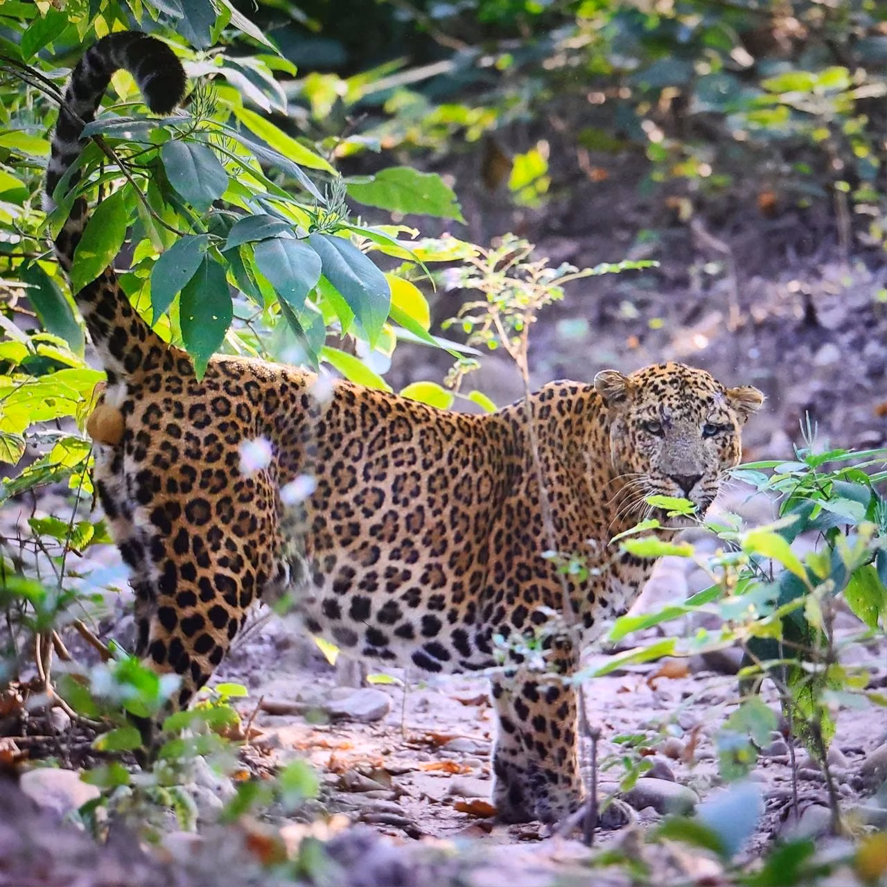 Bengal tiger in the wider Motichur landscape