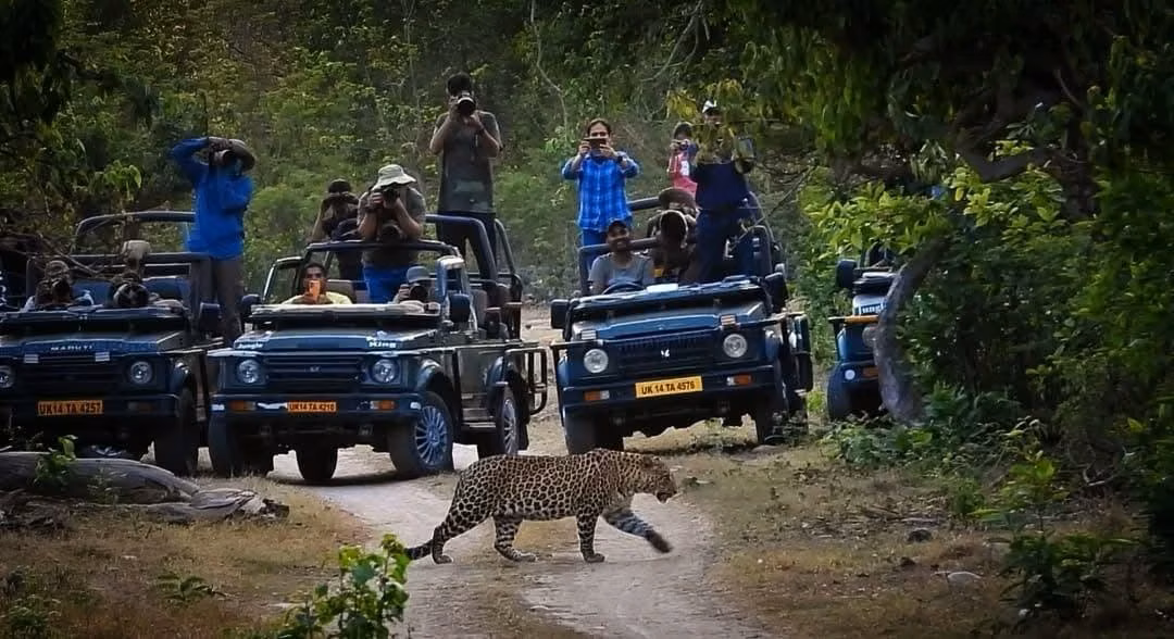Bengal tiger on forest trail in Motichur