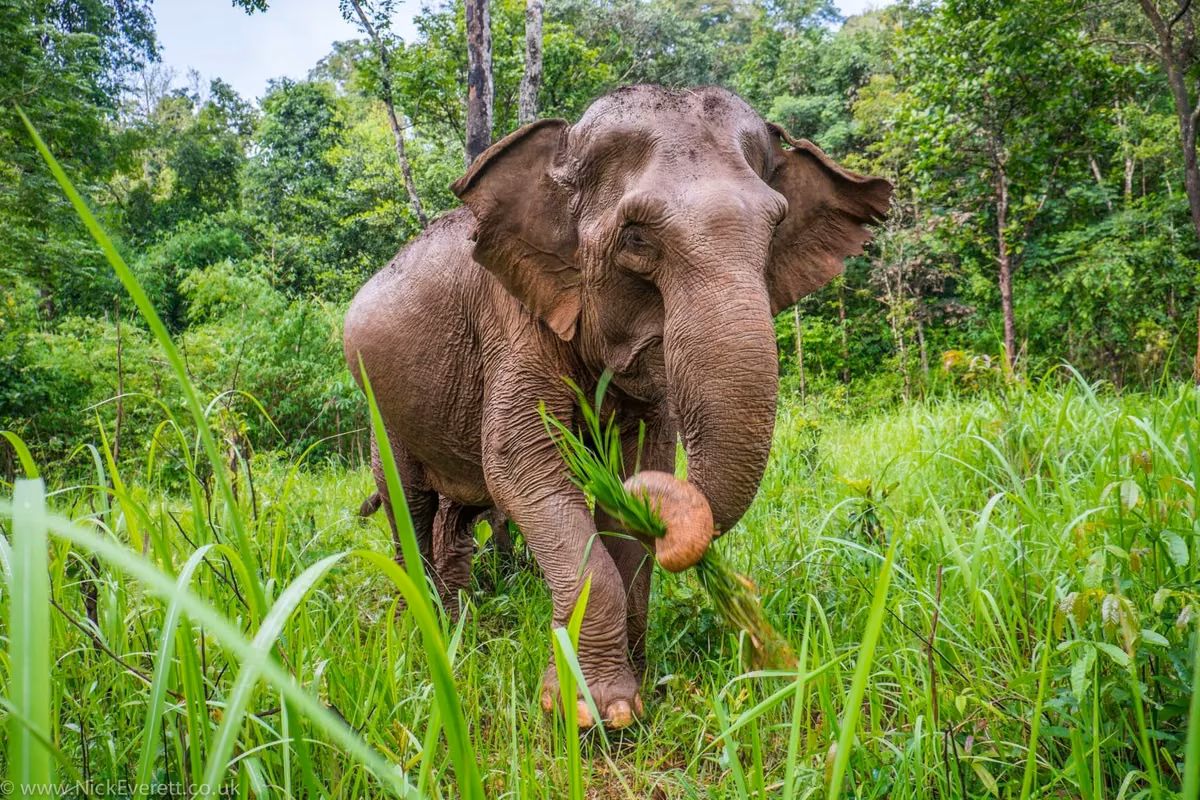 Asian elephants near water in Chilla Zone of Rajaji National Park