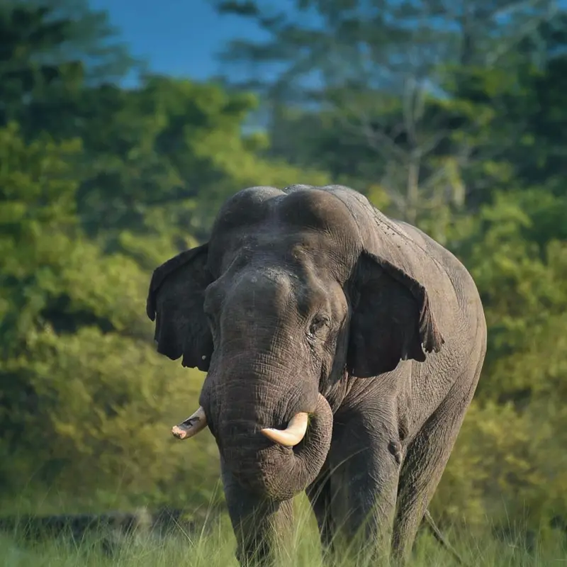 Rajaji Safari for Senior Citizens and Visitors with Mobility Needs: A Comfort Guide