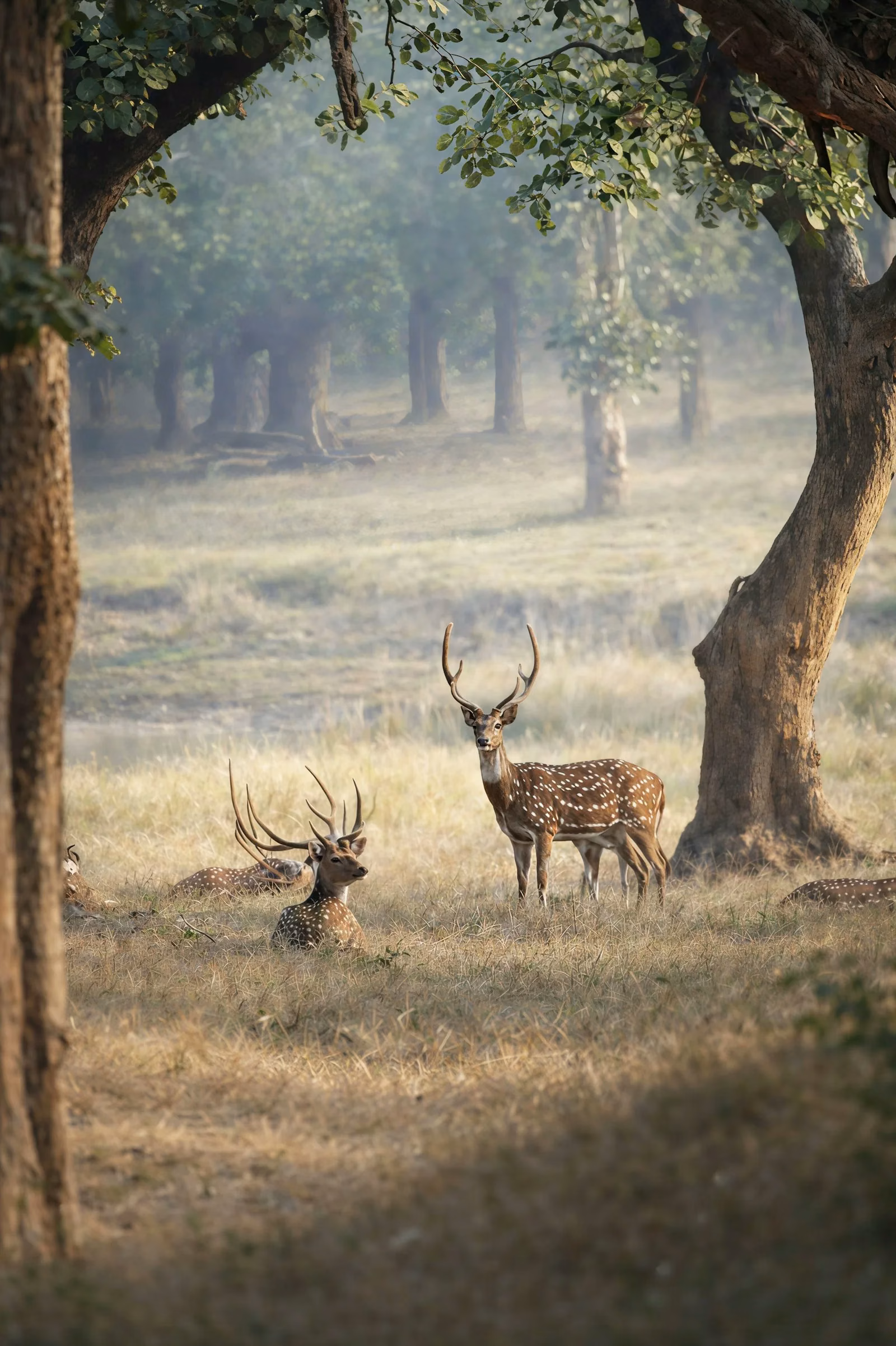 Rajaji National Park Wildlife Calendar: What to See Month by Month