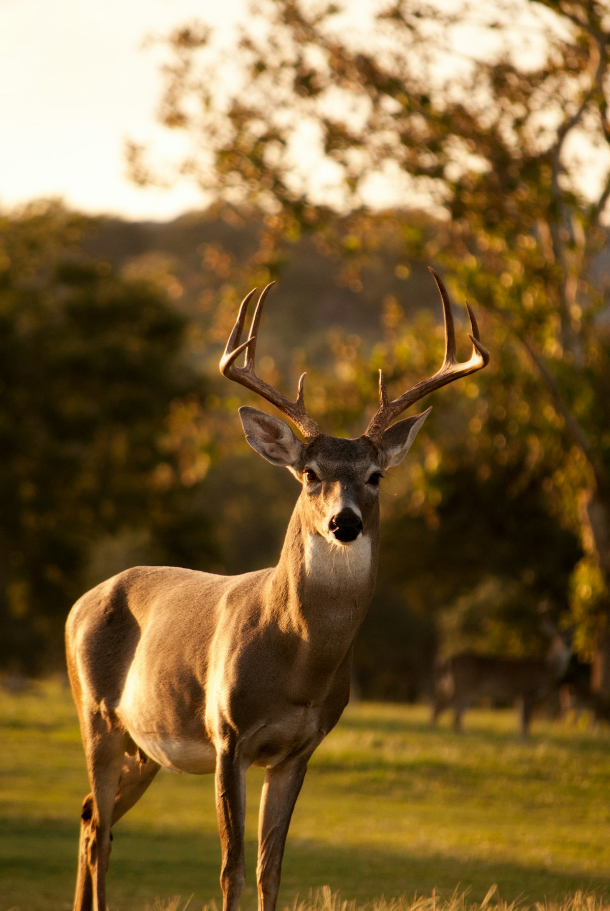 Rajaji National Park Entry Fees, Timings and Permits (2025-2026)