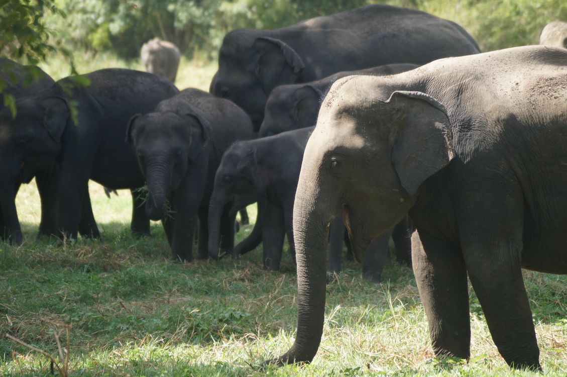 Rajaji Tiger Reserve: Conservation Efforts and the Fight to Protect Asian Elephants