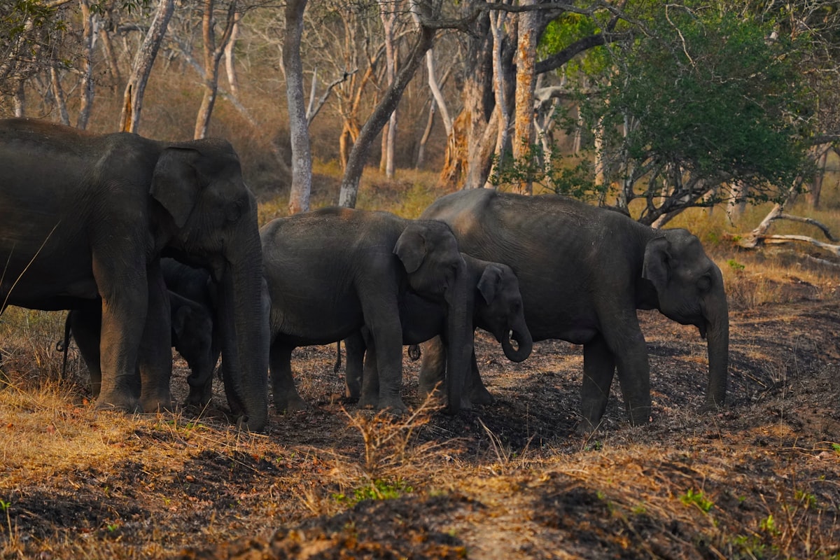 Rajaji Safari with Kids: A Family-Friendly Guide
