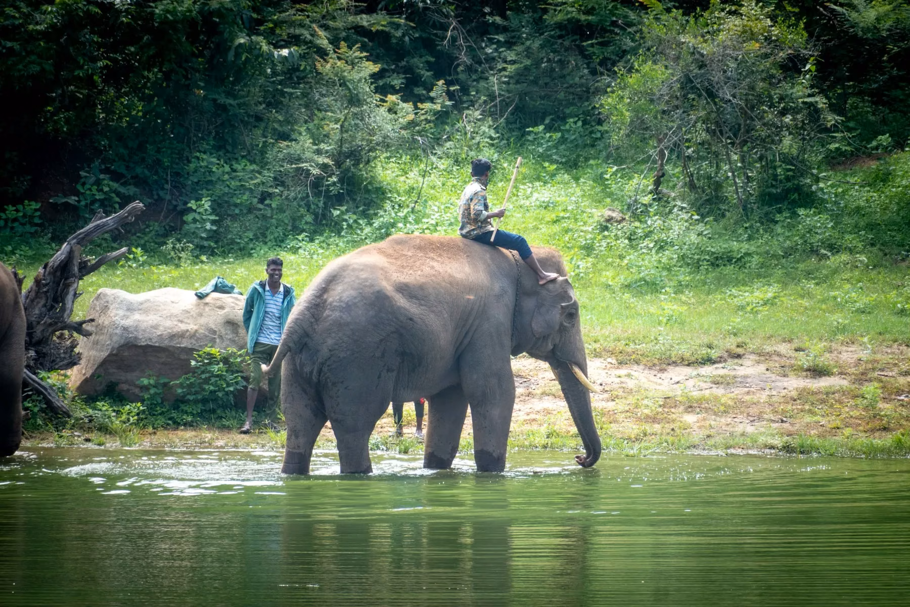 Asian elephant in the riverine forest of Rajaji National Park
