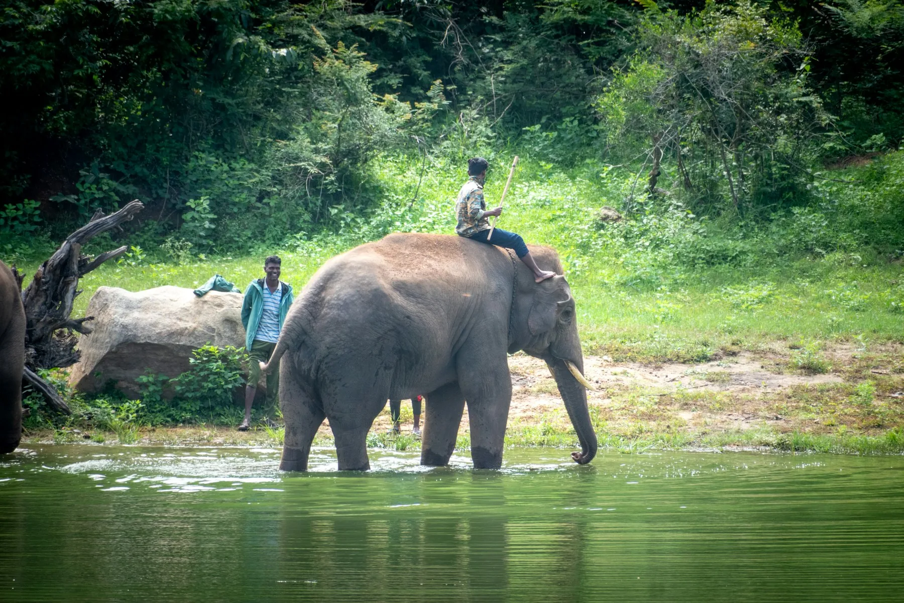 Asian elephant standing in water beside a forested river