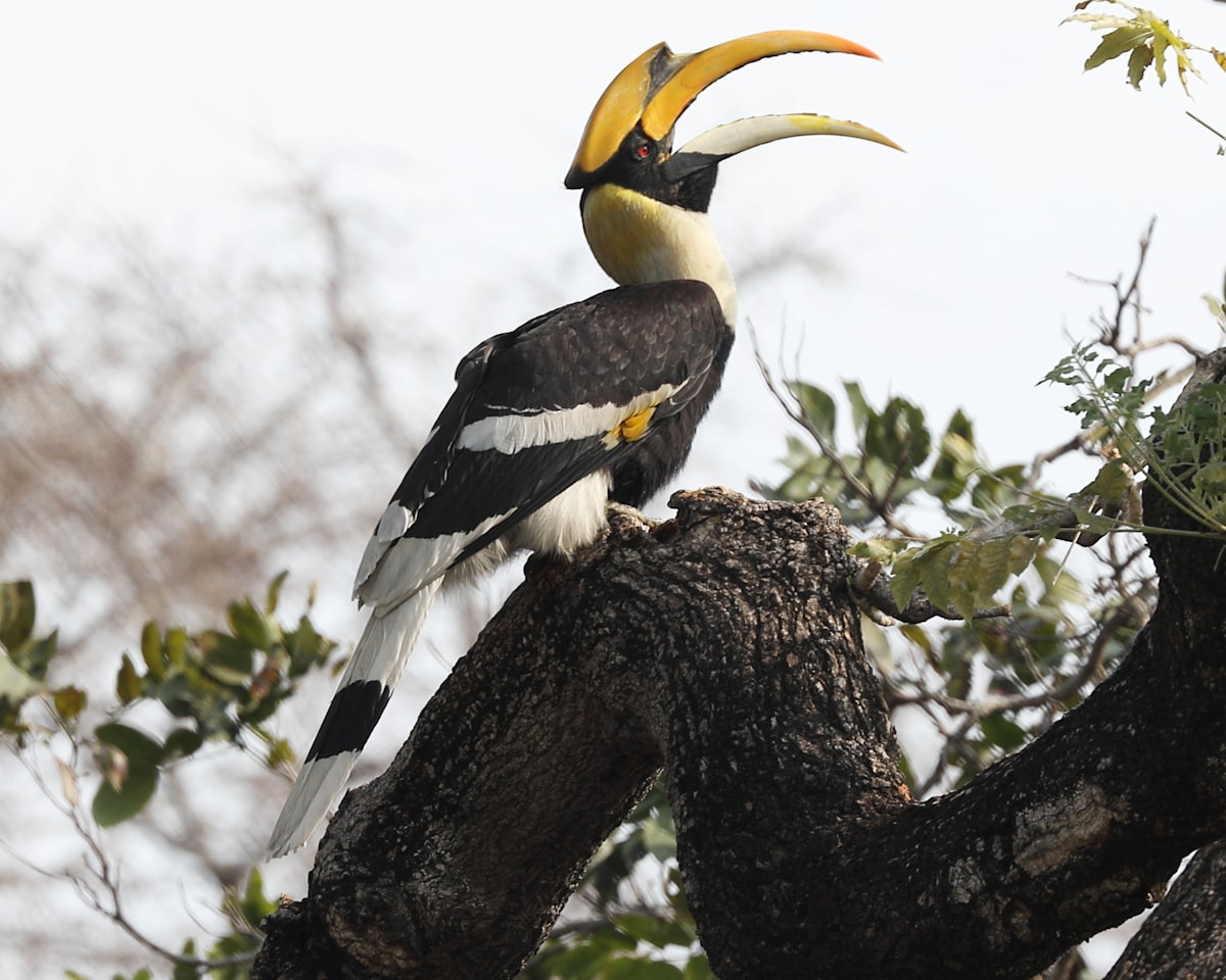 Birdwatching in Rajaji National Park: A Complete Birder's Guide
