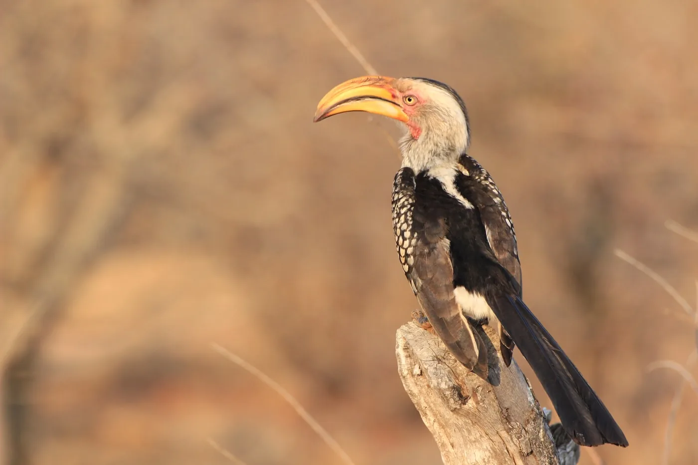 Hornbill perched on a branch