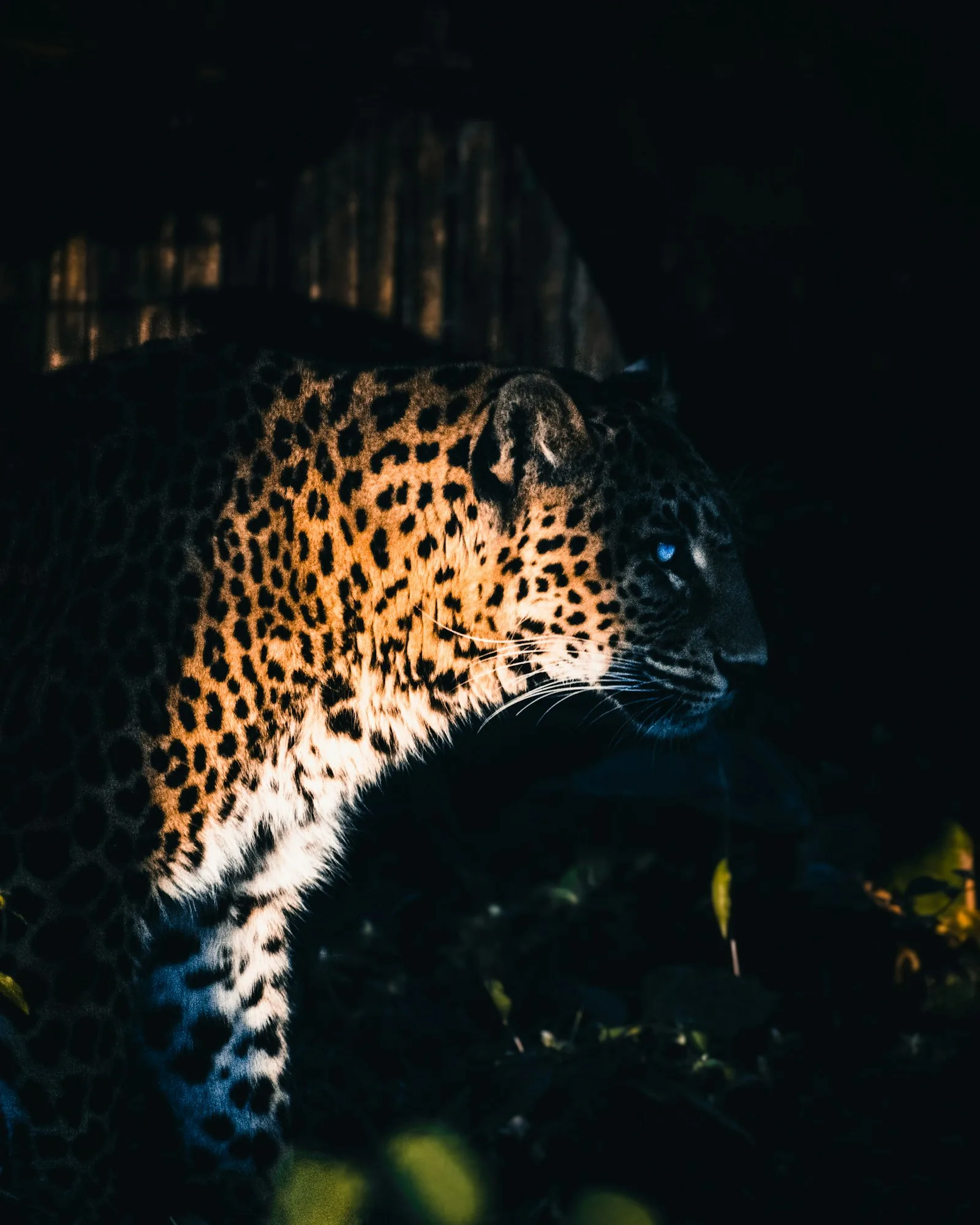 Leopard habitat in the Andheri and Gohri ranges of Rajaji