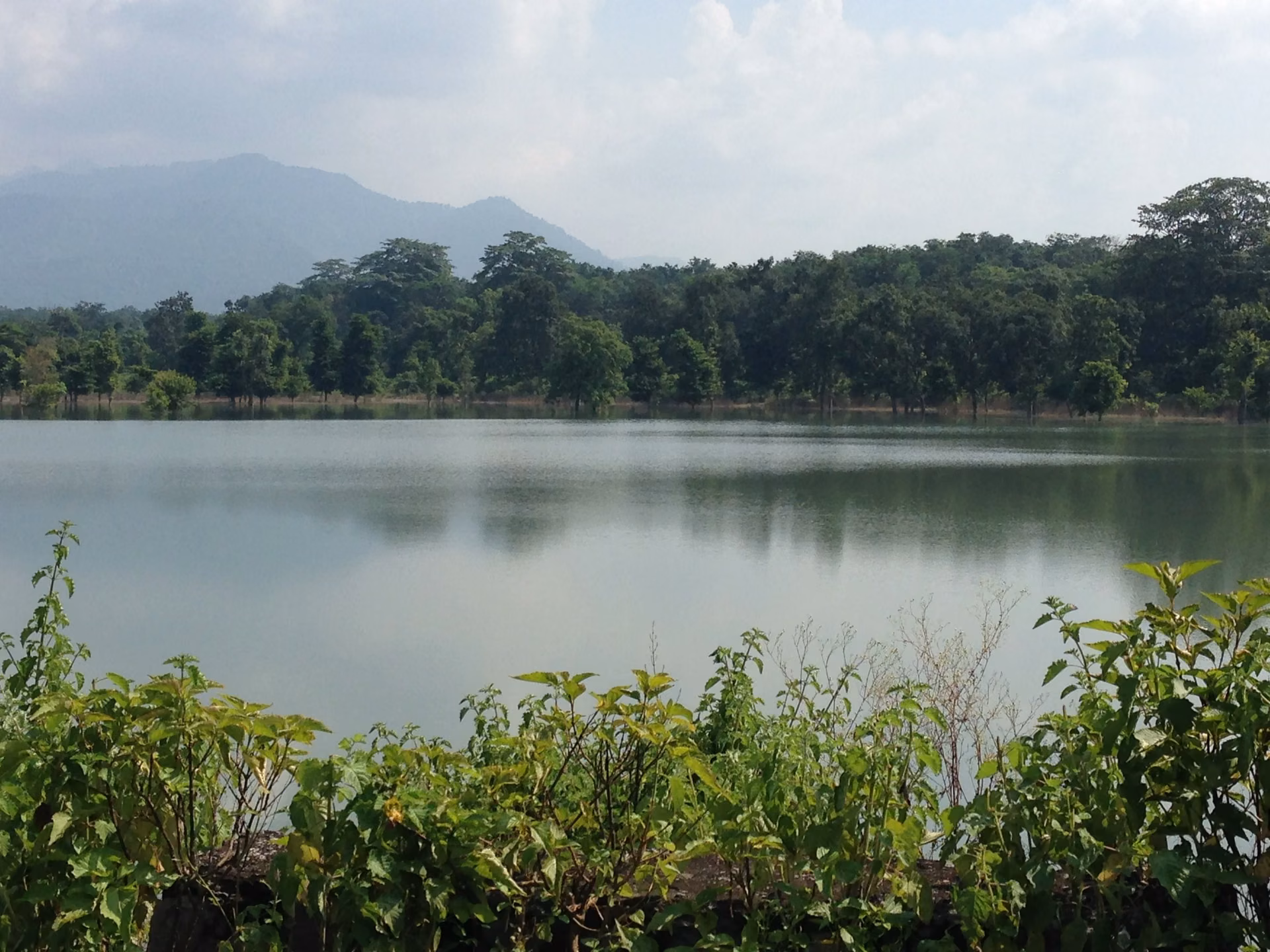 Wildlife You Can Expect in Rajaji National Park