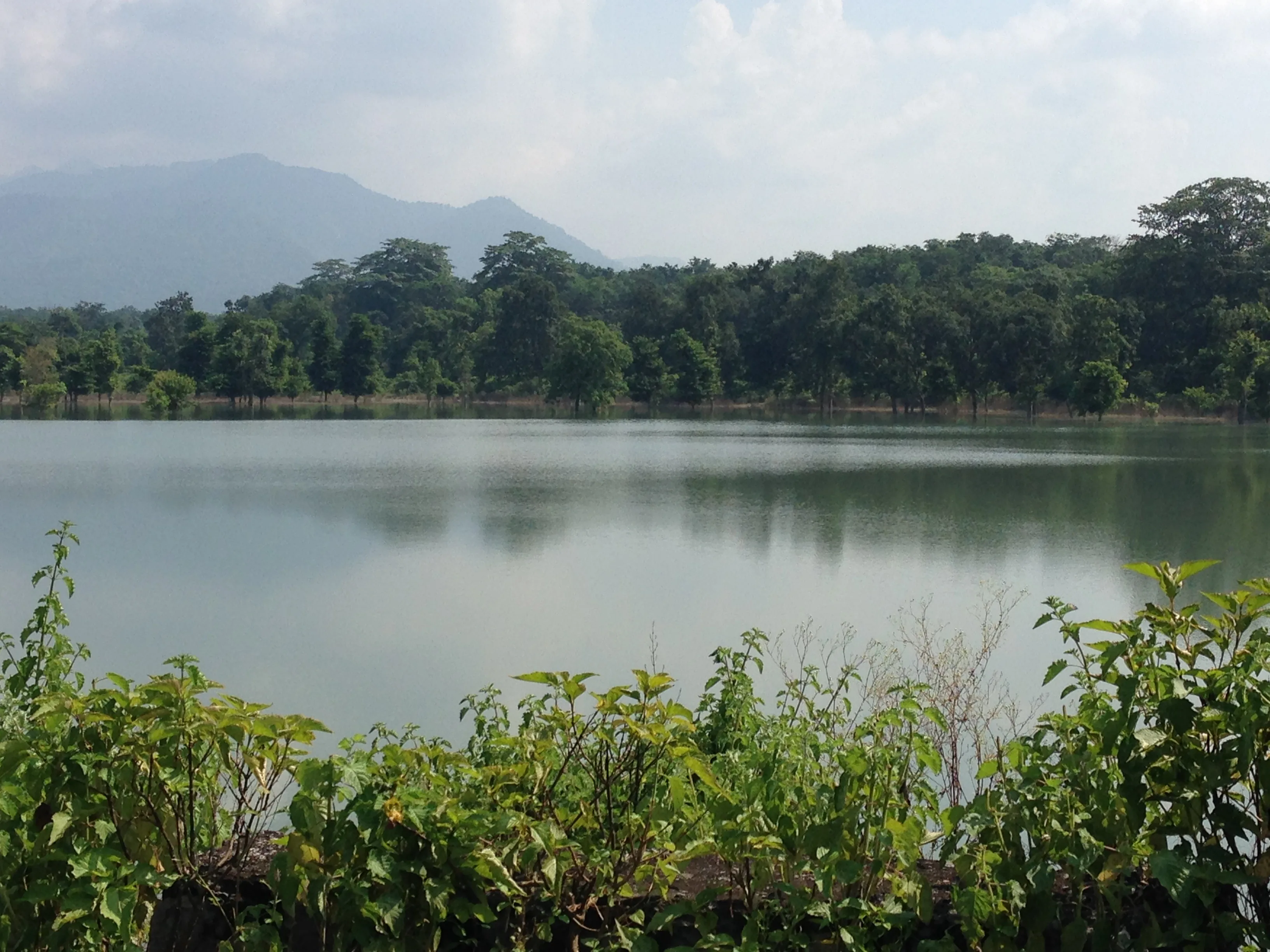 Asian elephants near water in Rajaji National Park