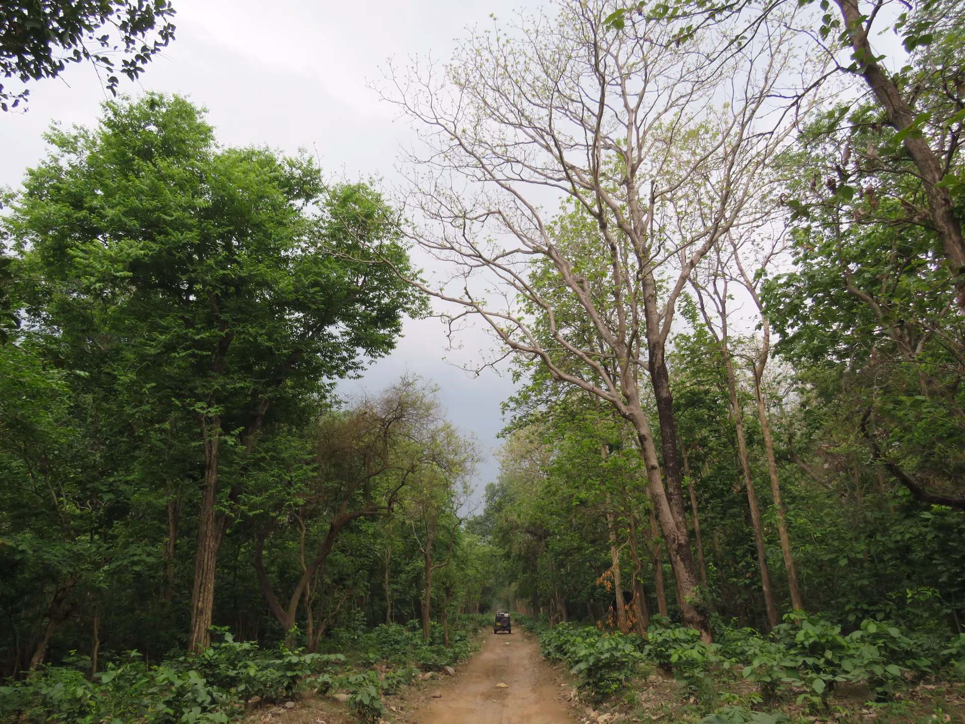Morning vs Evening Rajaji Safari: Which Timing Is Right for You?