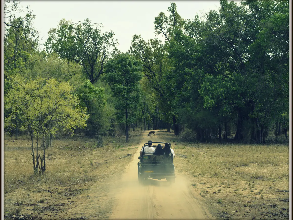 Rajaji Safari Gates and Reporting Points: How to Choose the Right Entry