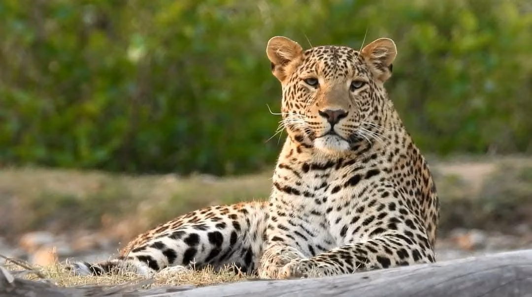 Scenic landscape of Rajaji National Park