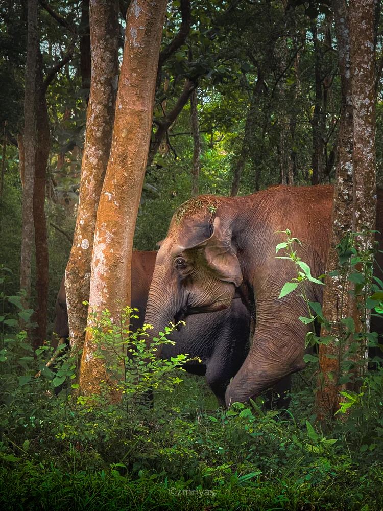 Rajaji Safari Budget Planner: Understanding Costs Across Every Category