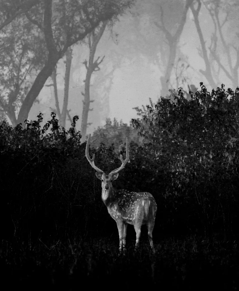 Rajaji Wildlife Etiquette: Low-Impact Viewing and Responsible Safari Behaviour