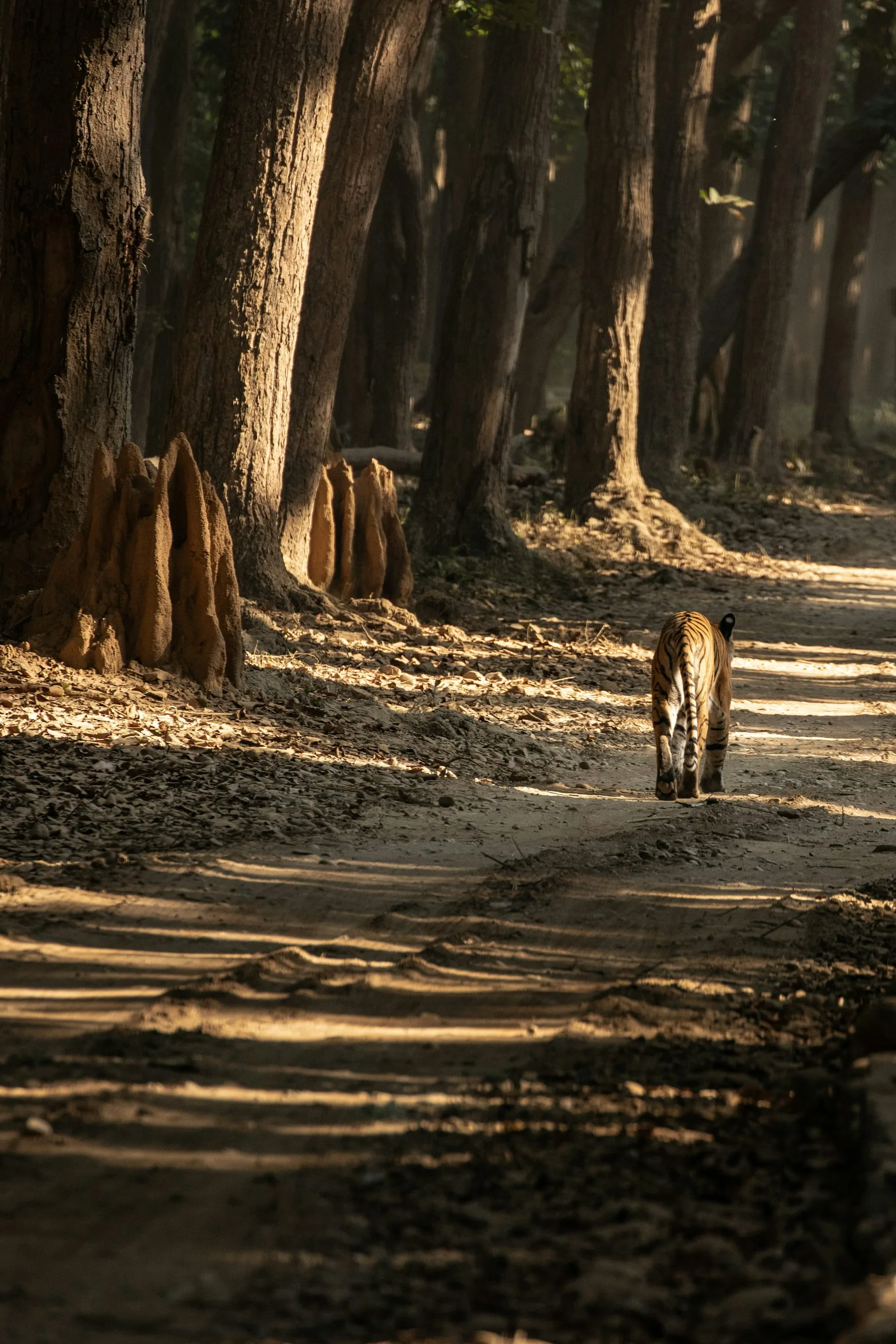 Deer and wildlife Ranipur