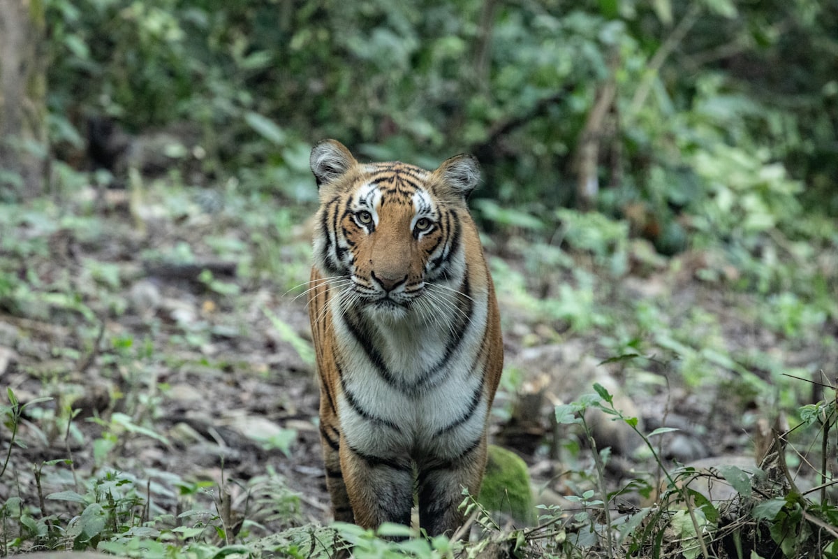 Rajaji National Park vs Jim Corbett: Which Safari Should You Choose?