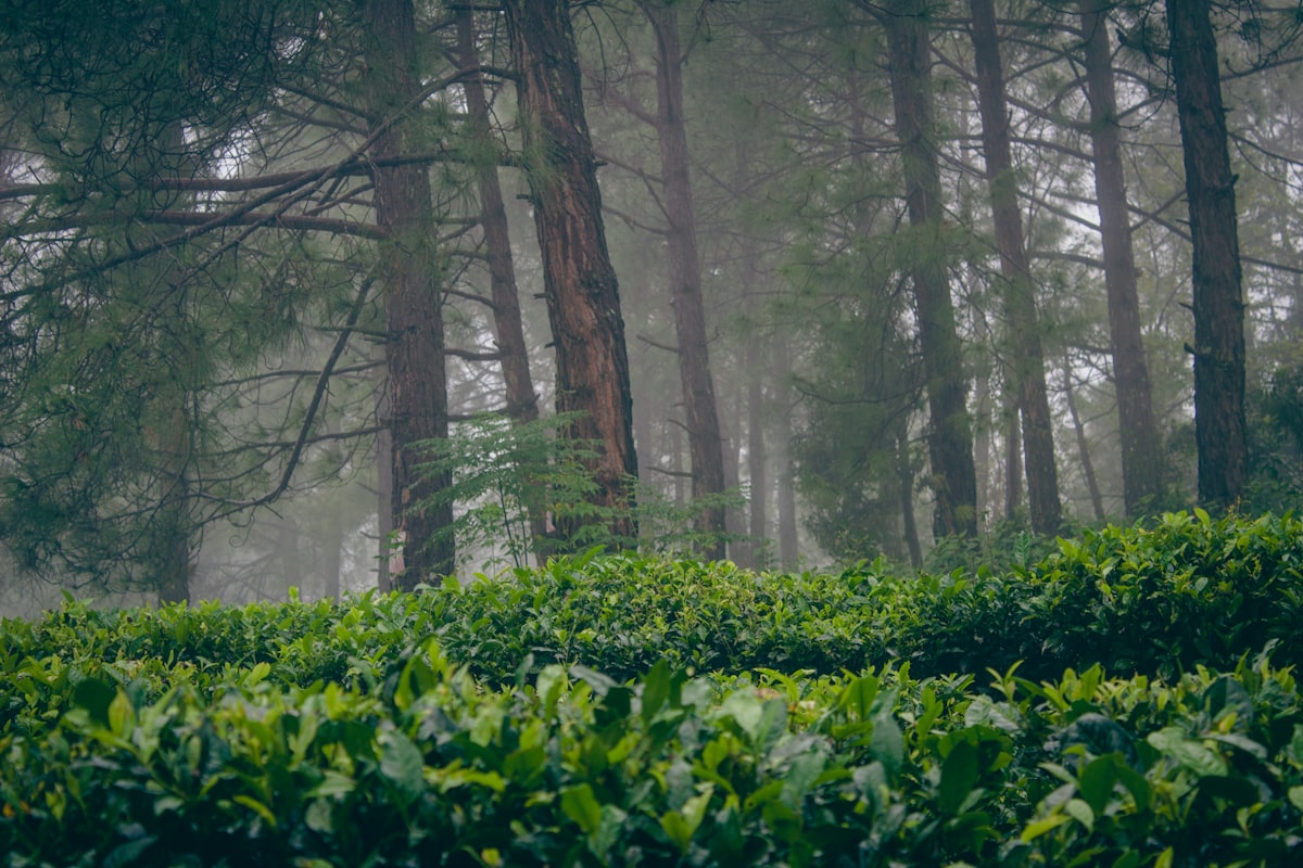 Best Time to Visit Rajaji National Park: A Complete Seasonal Guide