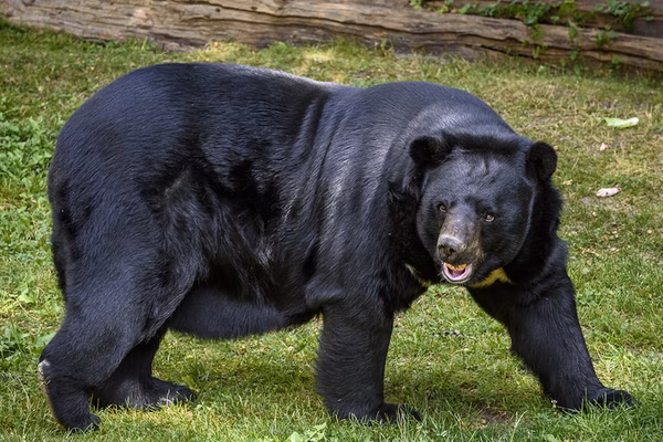 Himalayan black bear in a Rajaji National Park forest habitat