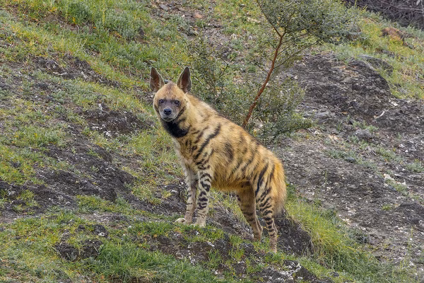 Striped hyena in a Rajaji National Park forest habitat