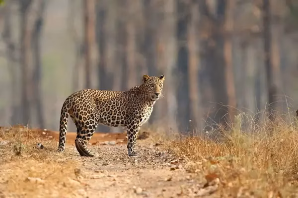 Leopard in a Rajaji National Park forest habitat