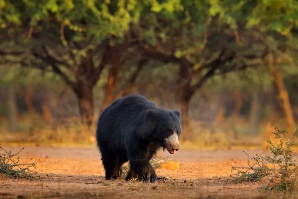 Sloth bear in a Rajaji National Park forest habitat