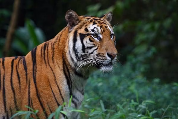 Bengal tiger in a Rajaji National Park forest habitat