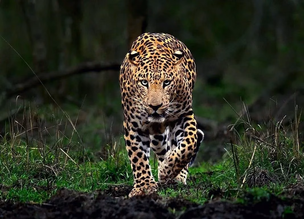 Leopard in the Andheri and Gohri ranges of Rajaji