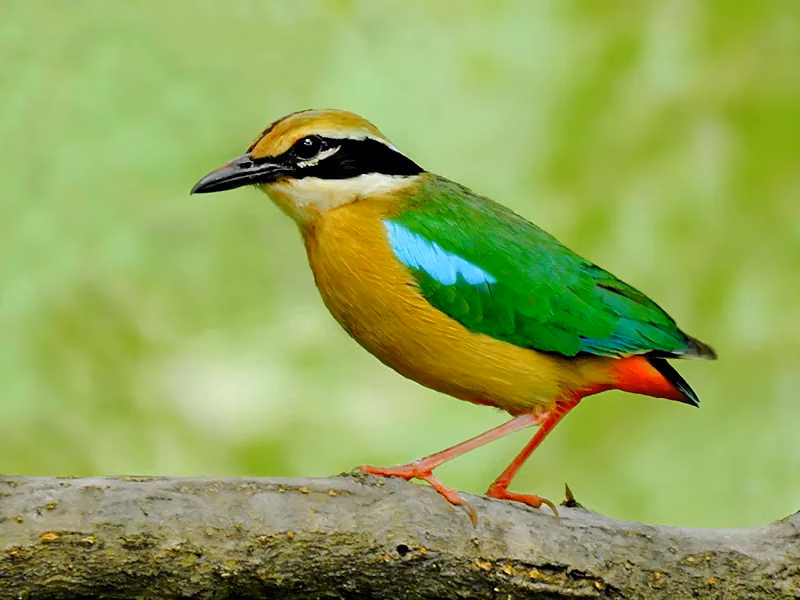 Indian pitta in Jhilmil wetland bird habitat