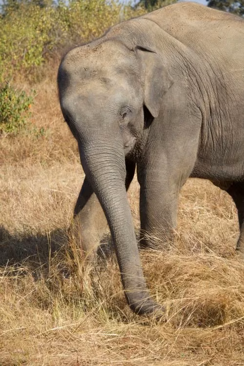 Asian elephant near a riverine forest habitat in Rajaji