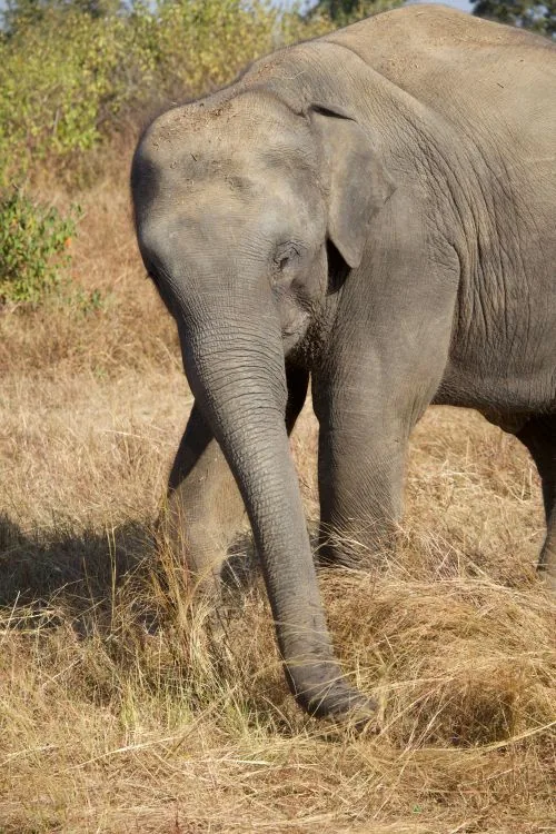 Asian elephant near a riverine forest habitat in Rajaji