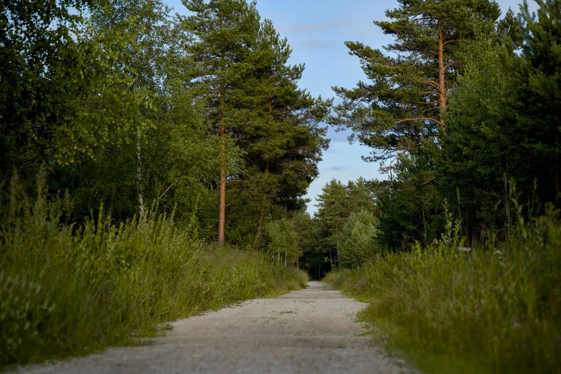 Forest trail in Ranipur zone Rajaji
