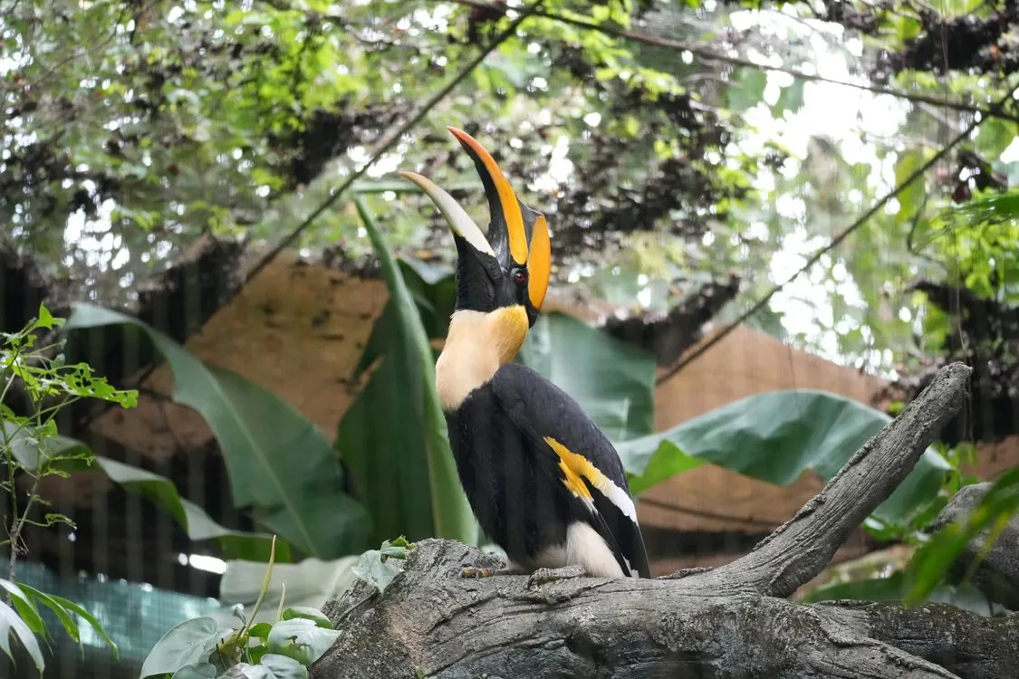 Great hornbill perched on a branch in Rajaji habitat