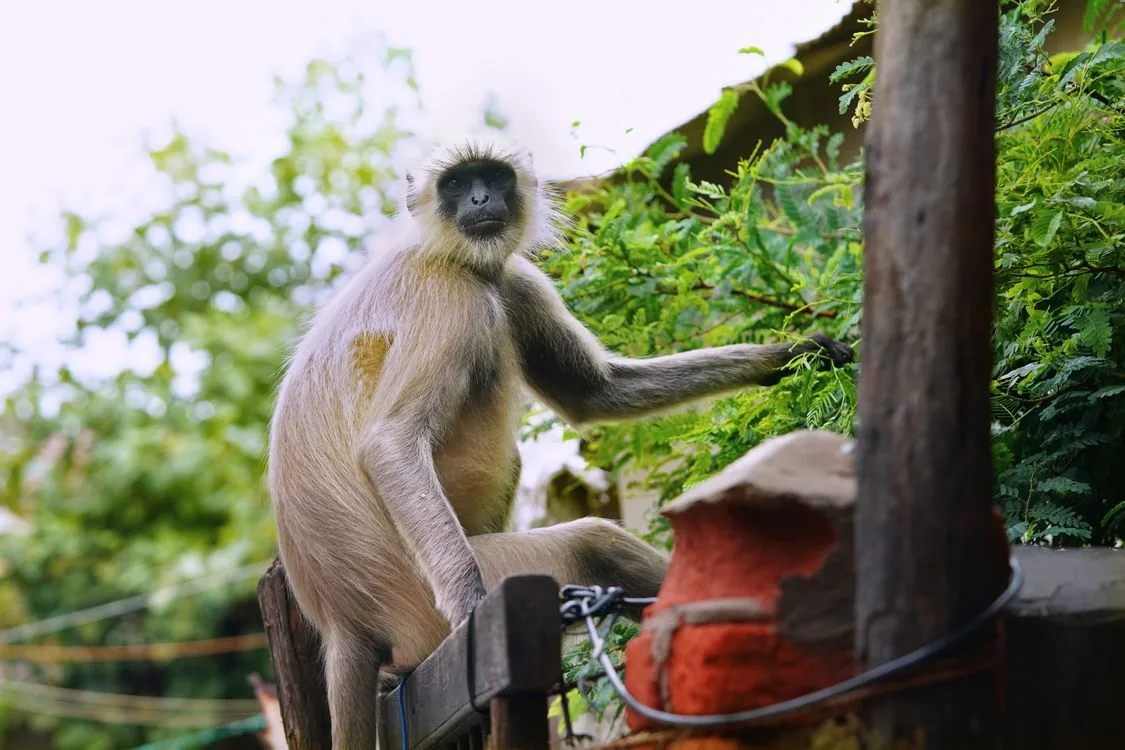 Hanuman langur on a branch in Rajaji forest habitat