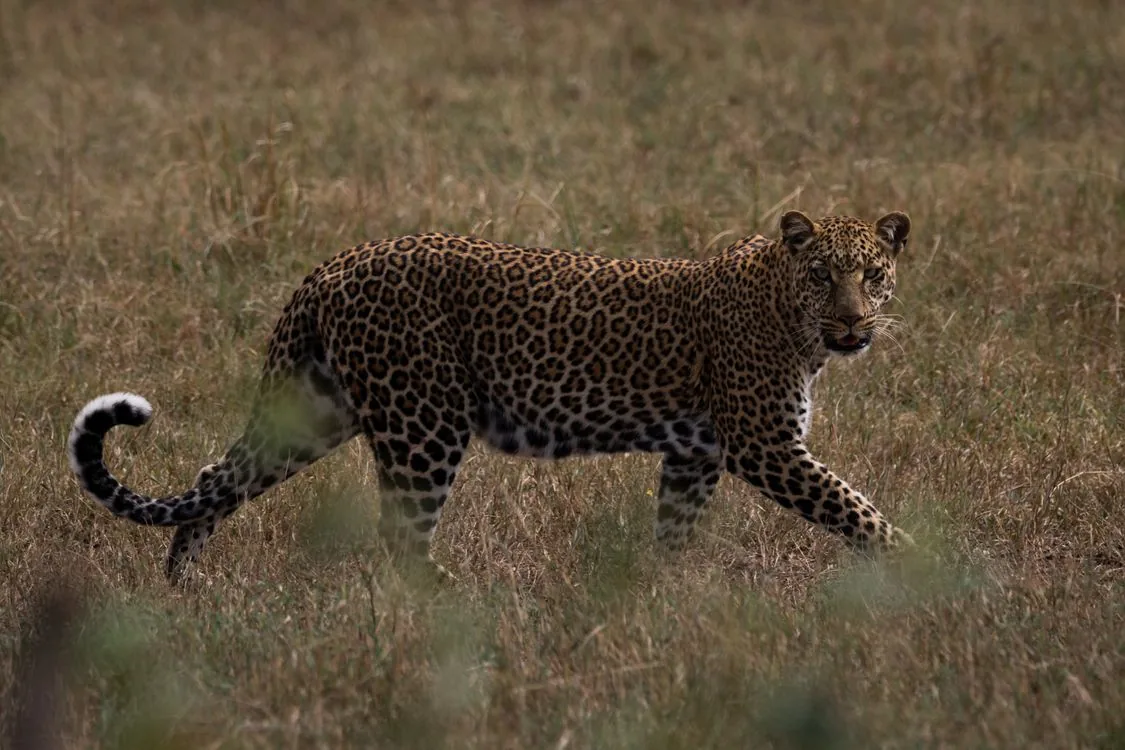 Leopard moving through forest habitat in Rajaji National Park
