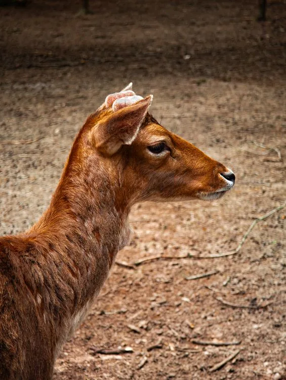 Sambar deer habitat in Ranipur Zone of Rajaji National Park