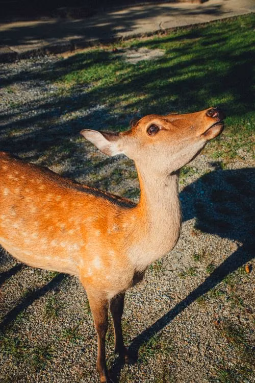 Spotted deer in the forest of Rajaji National Park