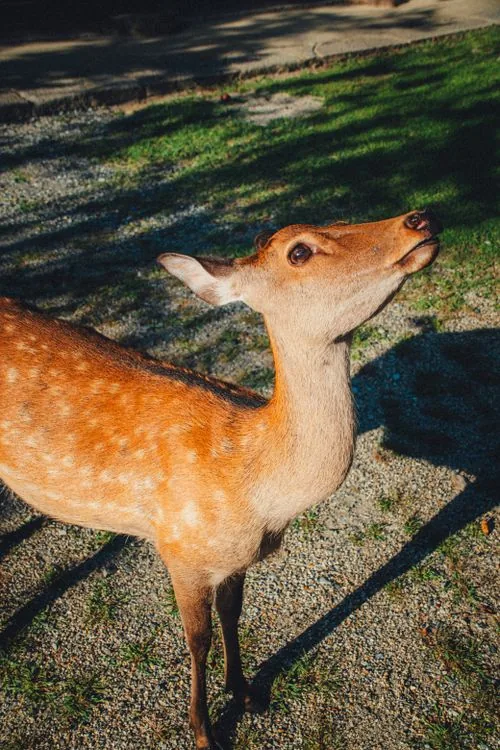 Spotted deer in the forest of Rajaji National Park