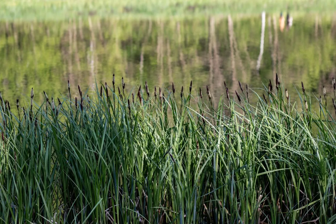 Wetland and grassland habitat in Jhilmil Conservation Reserve