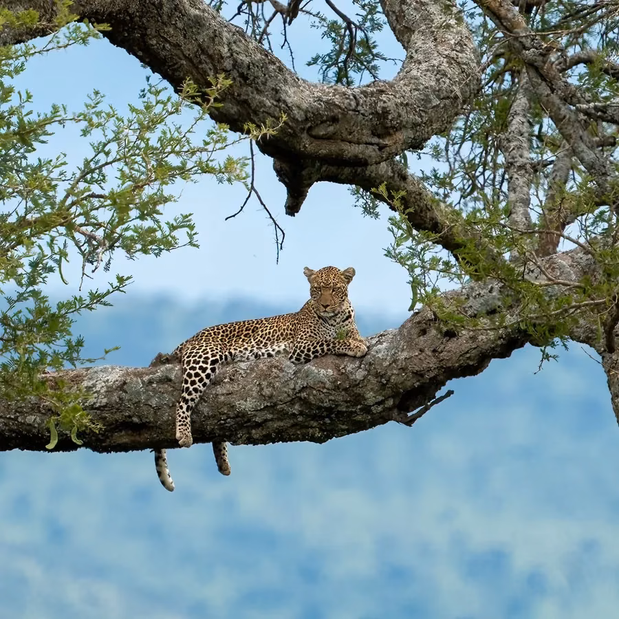What to expect on a Rajaji Jeep Safari in Rajaji Tiger Reserve